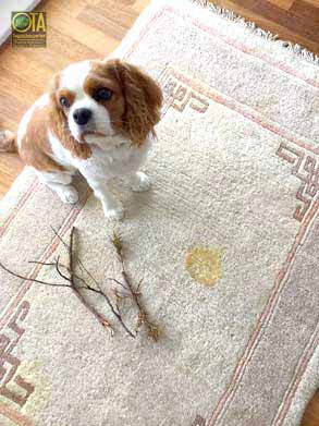 Hund hat auf wertvollen Teppich uriniert